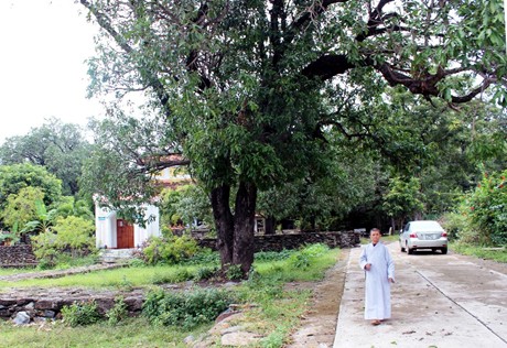 200-year mango trees recognized as heritage trees of Vietnam 200-year mango trees recognized as heritage trees of Vietnam