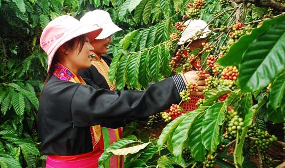 A Look into Vietnam’s Growing Coffee Industry 
