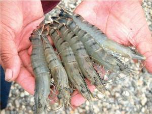 A New Beginning for Shrimp Farmers A New Beginning for Shrimp Farmers
