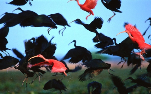 Bird watching tours in Vietnam Bird watching tours in Vietnam