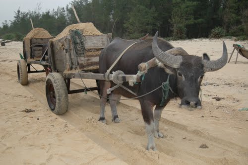 Buffaloes: A Thriving Business Buffaloes: A Thriving Business