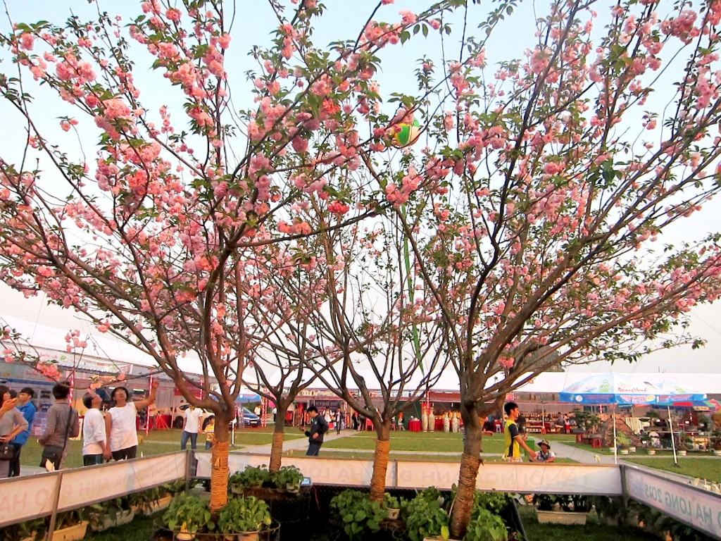Cherry Blossom Festival in Ha Long to Bloom Soon Cherry Blossom Festival in Ha Long to Bloom Soon
