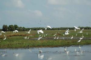 Cuu Long Delta: Natural Bounty Cuu Long Delta: Natural Bounty