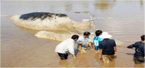 Dead Whale Honored With Royal Funeral in Vietnam Dead Whale Honored With Royal Funeral in Vietnam
