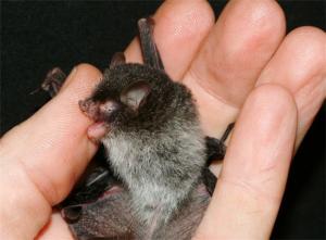 “Diabolic” Bat Species Discovered in Vietnam “Diabolic” Bat Species Discovered in Vietnam