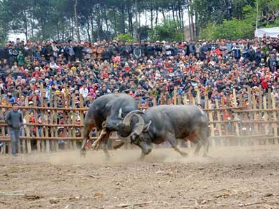 Do Son Buffalo Fighting Festival: A Manifestation of a Nation's Pride Do Son Buffalo Fighting Festival: A Manifestation of a Nation's Pride