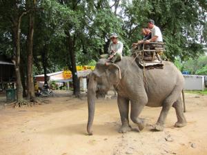 Don Village’s Elephants In Danger Don Village’s Elephants In Danger