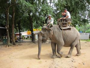 Don Village’s Elephants In Danger