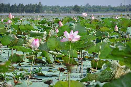 Dong Sen Thap Muoi – new eco tourist site in Dong Thap Dong Sen Thap Muoi – new eco tourist site in Dong Thap
