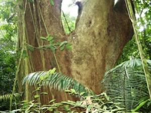 Exploring Cuc Phuong National Park Exploring Cuc Phuong National Park