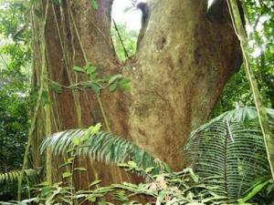 Exploring Cuc Phuong National Park