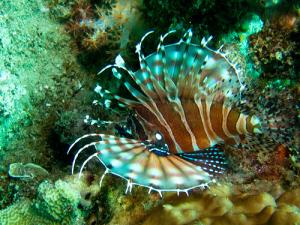 Exploring Life Beneath the Waters of Vietnam