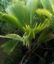 Farmer Grows Palm Trees on Salty Soil Farmer Grows Palm Trees on Salty Soil