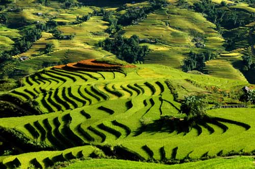 Festivals Bring Success to Vietnam's Tourism Season Festivals Bring Success to Vietnam's Tourism Season