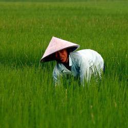 Flowers help Protect Vietnam’s Rice Farms