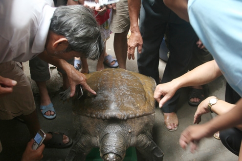 Giant turtle sold to Chinese man Giant turtle sold to Chinese man