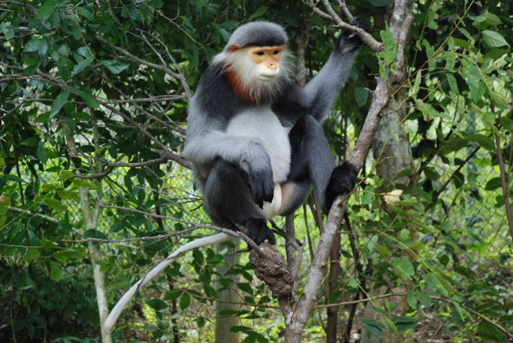 Highlands Park Offer Safe Haven to Langurs Highlands Park Offer Safe Haven to Langurs