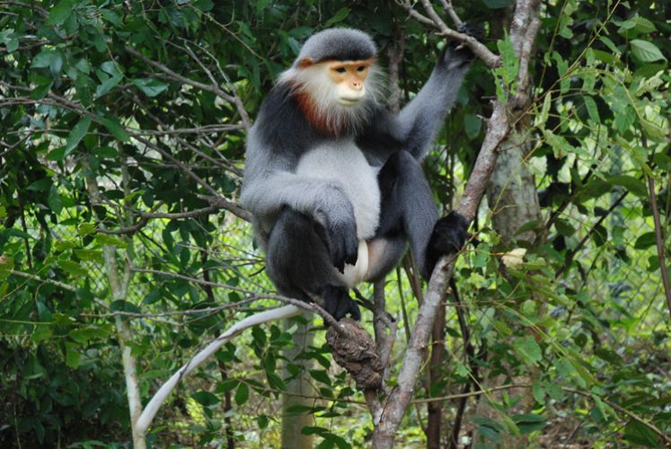 Highlands Park Offer Safe Haven to Langurs