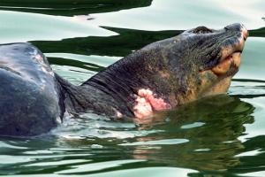Legendary turtle not to be fished out for wound treatment Legendary turtle not to be fished out for wound treatment