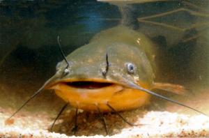 Mekong’s Largest Freshwater Fish Threatened by Extinction Mekong’s Largest Freshwater Fish Threatened by Extinction