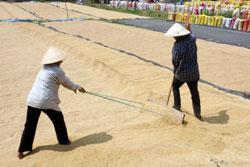 Mobile Rice Dryer Invented