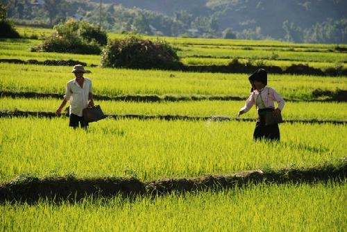 Muong Thanh: Of Rice Fields and Others Muong Thanh: Of Rice Fields and Others