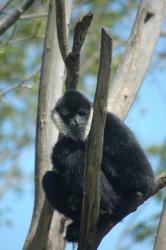 New Gibbon Species found to Thrive in Vietnam’s Borders New Gibbon Species found to Thrive in Vietnam’s Borders