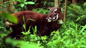 New reserve for Saola in Quang Nam