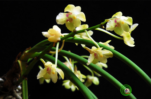 New species of orchid, flying frog and cicadas discovered in Vietnam New species of orchid, flying frog and cicadas discovered in Vietnam