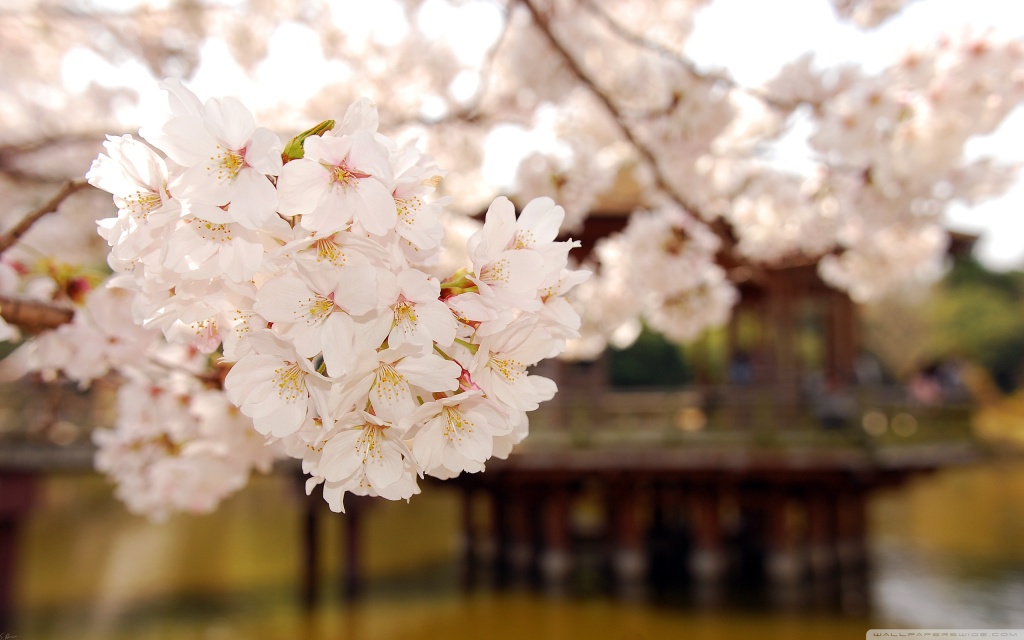Nha Trang's Cherry Blossom Nha Trang's Cherry Blossom