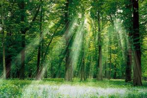 Protected Forests Proposed to be Reduced Protected Forests Proposed to be Reduced