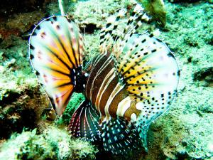 Rare Marine Life in Vietnam Facing Extinction Rare Marine Life in Vietnam Facing Extinction