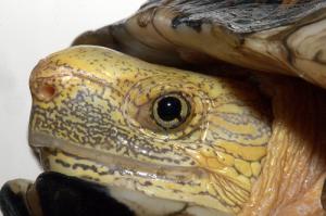 Rare Turtle Habitat Found in Lam Dong Province Rare Turtle Habitat Found in Lam Dong Province