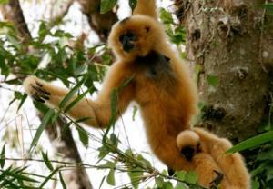 Rescuing wildlife: The paradise of primates (part 2) Rescuing wildlife: The paradise of primates (part 2)