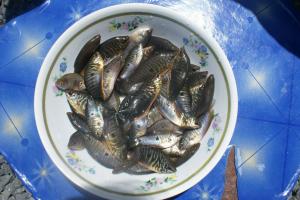 Ricefield Fish Ricefield Fish