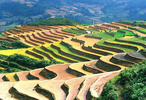 Sapa's Terraced Fields to Become National Heritage Sapa's Terraced Fields to Become National Heritage