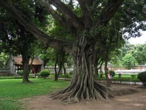 Saving Hanoi’s Green Giants Saving Hanoi’s Green Giants