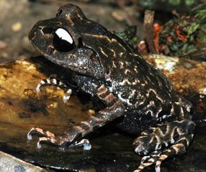 Scientists Discover New Frog Species in Vietnam