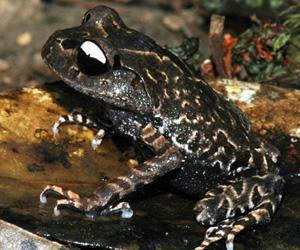 Scientists Discover New Frog Species in Vietnam Scientists Discover New Frog Species in Vietnam
