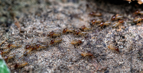 Termites threaten Hoi An's historic buildings Termites threaten Hoi An's historic buildings