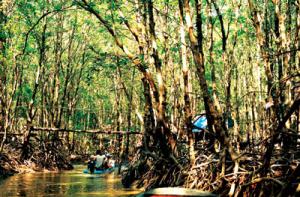 The cajuput forest of U Minh Ha The cajuput forest of U Minh Ha