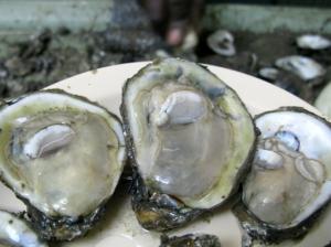 The Struggling Oyster Industry in Vietnam