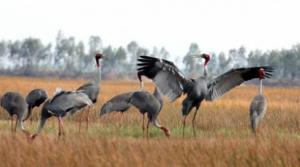 Tram Chim Park to be recognized as Ramsar site Tram Chim Park to be recognized as Ramsar site