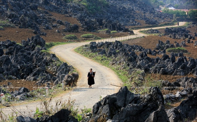 Tua Chua Karst Plateau: The Beauty of Rocks Tua Chua Karst Plateau: The Beauty of Rocks