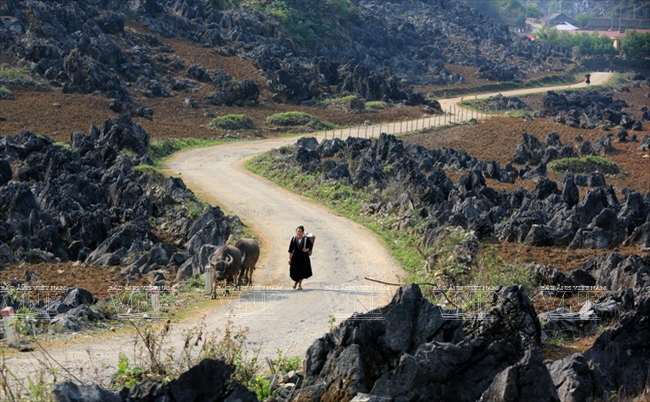 Tua Chua Karst Plateau: The Beauty of Rocks