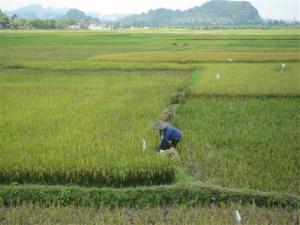 Vietnam faces tough rice export competitors