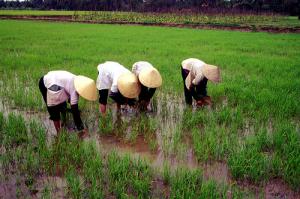 Vietnam Industrialization Arises Concern on Food Security Vietnam Industrialization Arises Concern on Food Security