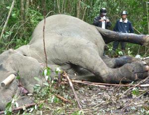 Vietnam’s elephants to be extinct in ten years