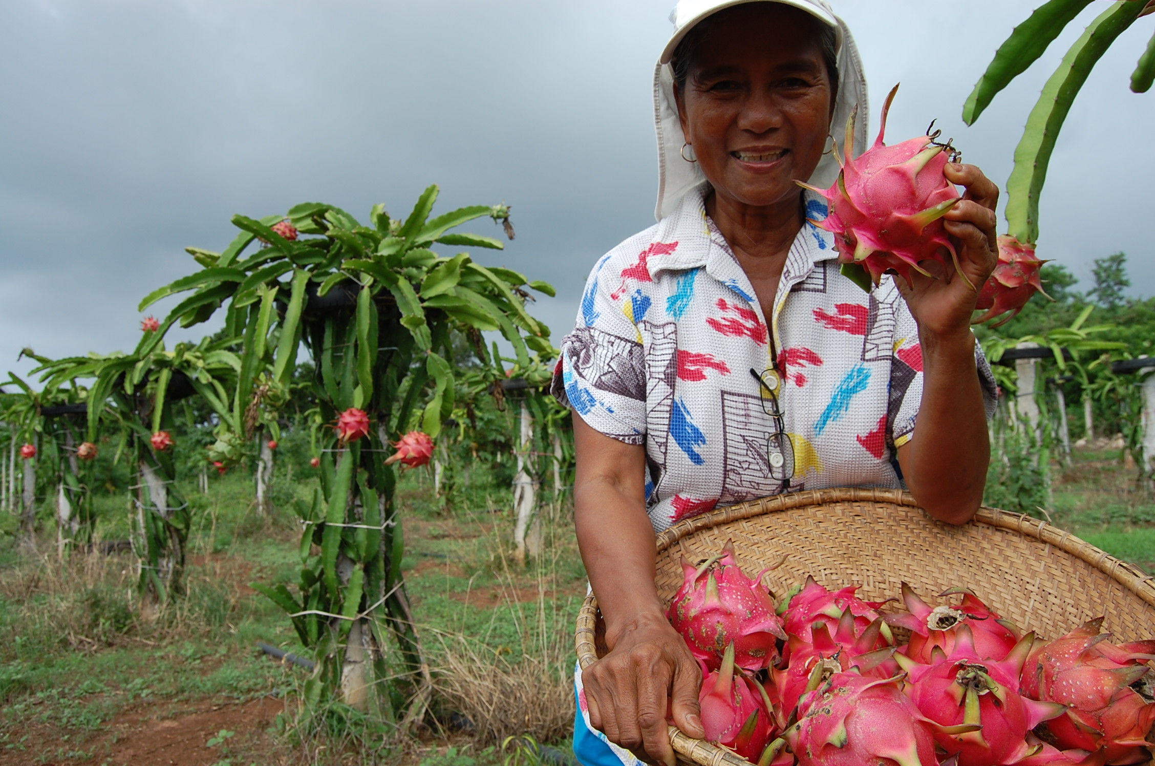 Vietnam: The First and Only Country to Export Dragon Fruit to New Zealand
