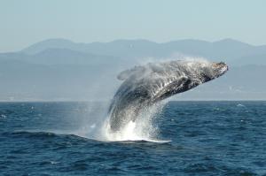 Whale Worship Temple in Vietnam Attracts Religious Followers and Tourists